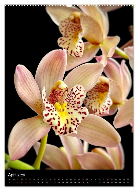 Produktbild: Orchideen - Exoten im Wohnzimmer (hochwertiger Premium Wandkalender 2026 DIN A2 hoch), Kunstdruck in Hochglanz