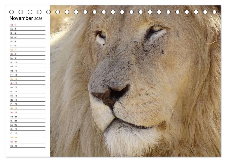 Produktbild: LION KING SELFIES L&ouml;wen hautnah (Tischkalender 2026 DIN A5 quer), CALVENDO Monatskalender