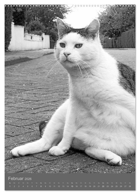 Produktbild: Sonja Heller Katzen in SW-Portraits (hochwertiger Premium Wandkalender 2026 DIN A2 hoch), Kunstdruck in Hochglanz