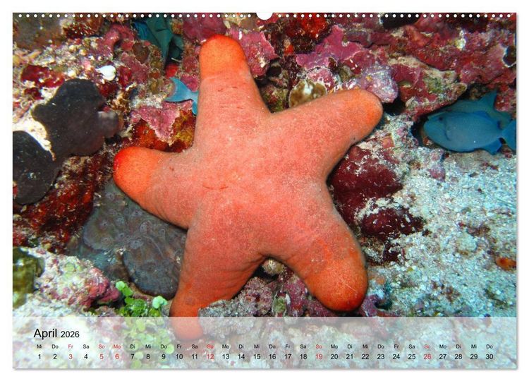 Produktbild: Knallbunte Wasserwelt. Die Welt der Fische (hochwertiger Premium Wandkalender 2026 DIN A2 quer), Kunstdruck in Hochglanz