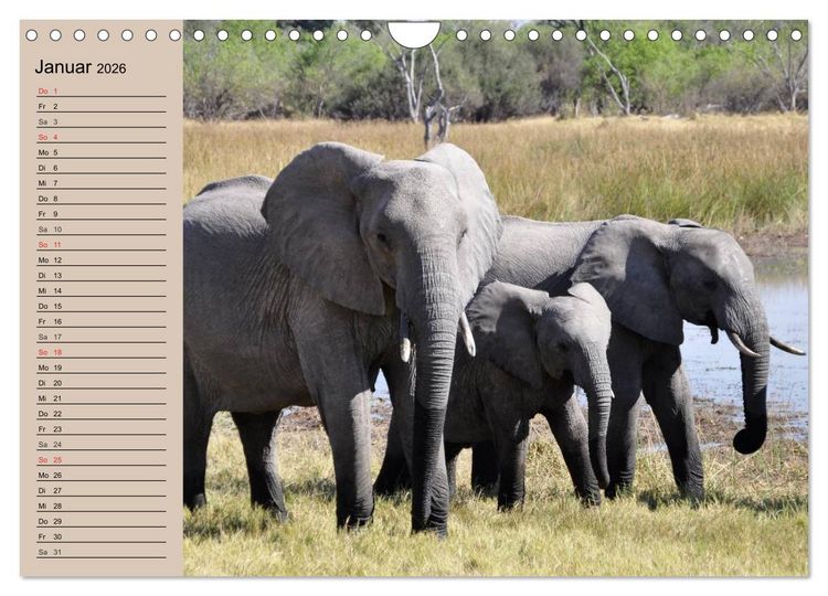 Produktbild: Elefanten in freier Wildbahn (Wandkalender 2026 DIN A4 quer), CALVENDO Monatskalender