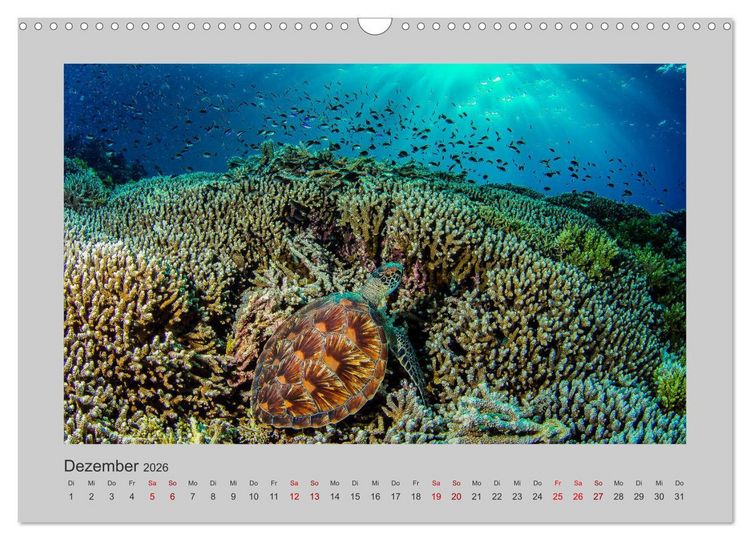 Produktbild: Korallen-Riffe Tauchertr&auml;ume (Wandkalender 2026 DIN A3 quer), CALVENDO Monatskalender