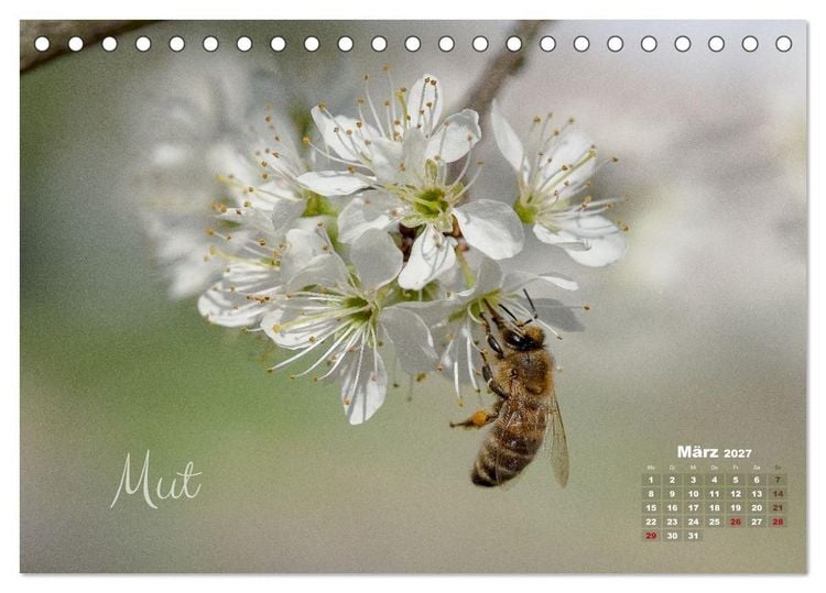 Produktbild: Bl&uuml;ten,Fl&uuml;gel und Gedanken &ndash; Ein Jahr in Bildern und Worten (Tischkalender 2027 DIN A5 quer), CALVENDO Monatskalender