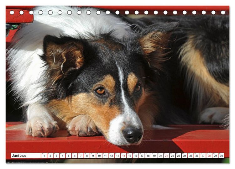 Produktbild: Traumhund Border Collie (Tischkalender 2026 DIN A5 quer), CALVENDO Monatskalender