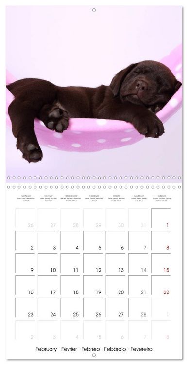 Produktbild: Sleeping Puppies (Wall Calendar 2026 12 &times; 12 Inch) CALVENDO 12 Month Wall Calendar