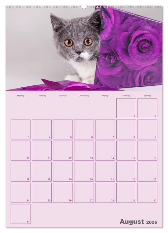 Produktbild: Britisch Kurzhaar Katzen - Planer (Wandkalender 2026 DIN A2 hoch), CALVENDO Monatskalender