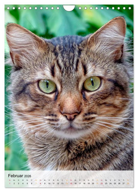 Produktbild: Katzen - s&uuml;&szlig; und kuschelig (Wandkalender 2026 DIN A4 hoch), CALVENDO Monatskalender