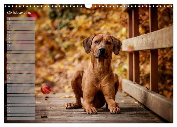 Produktbild: Rhodesian Ridgeback - Herzen auf vier Pfoten (Wandkalender 2026 DIN A3 quer), CALVENDO Monatskalender