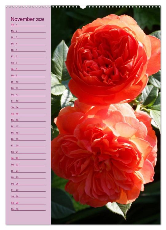 Produktbild: Rosen Symphonie (hochwertiger Premium Wandkalender 2026 DIN A2 hoch), Kunstdruck in Hochglanz