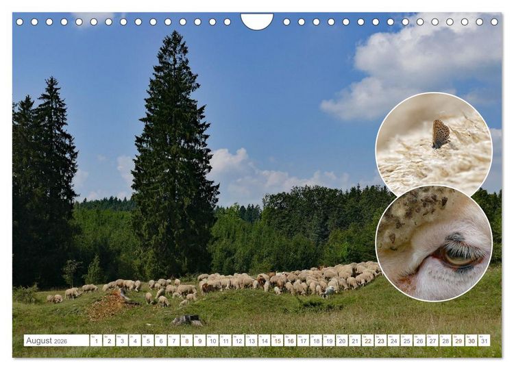 Produktbild: Weidetiere - Landschaftsgestalter seit Jahrhunderten (Wandkalender 2026 DIN A4 quer), CALVENDO Monatskalender