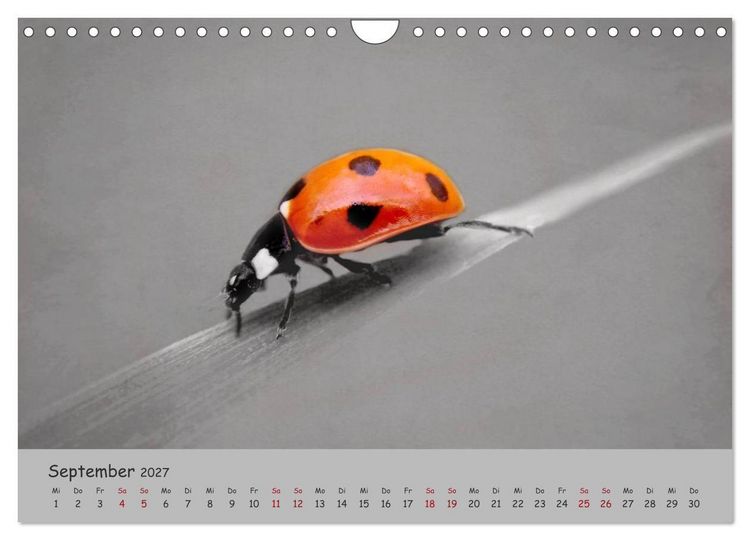 Produktbild: Gl&uuml;cksk&auml;fer (Wandkalender 2027 DIN A4 quer), CALVENDO Monatskalender