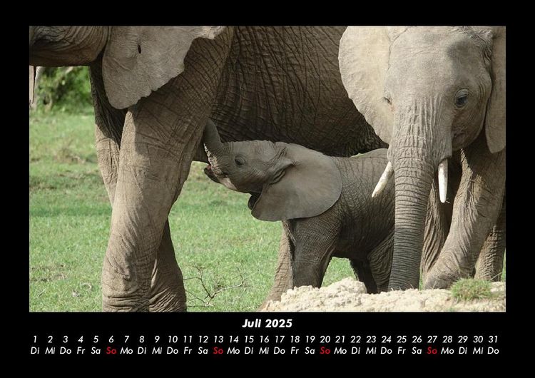Produktbild: Elefanten - Die sanften Riesen Afrikas 2025 Fotokalender DIN A3