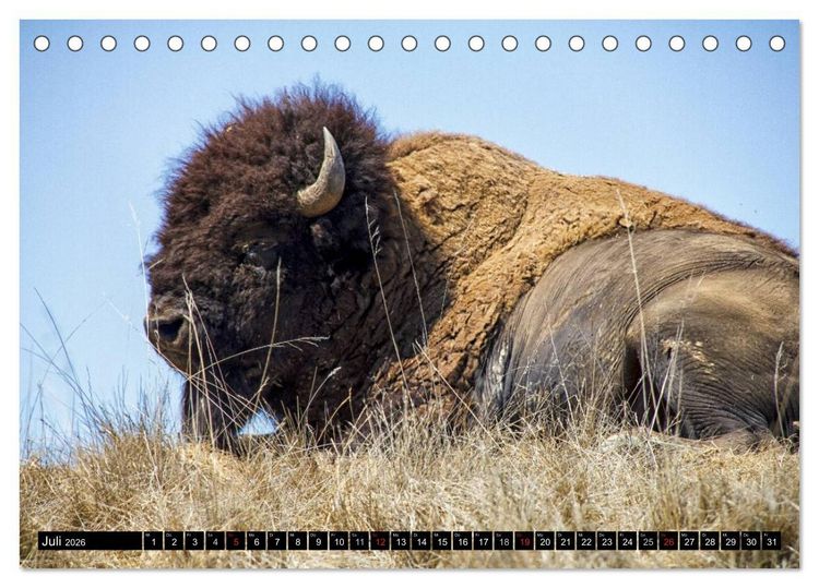 Produktbild: Wisent und Bison (Tischkalender 2026 DIN A5 quer), CALVENDO Monatskalender