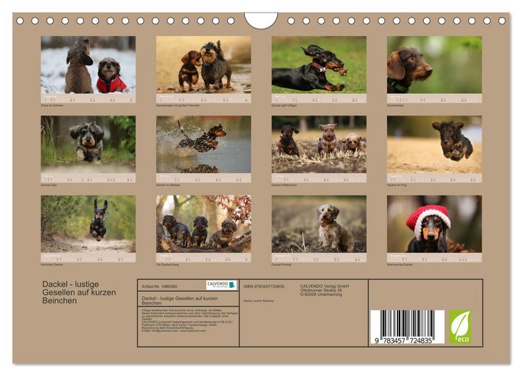 Produktbild: Dackel - lustige Gesellen auf kurzen Beinchen (Wandkalender 2026 DIN A4 quer), CALVENDO Monatskalender