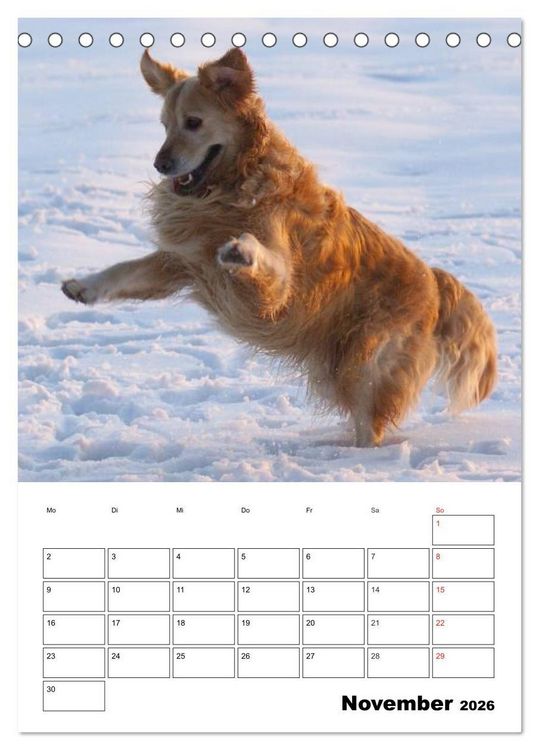 Produktbild: Gl&uuml;cklicher Golden Retriever (Tischkalender 2026 DIN A5 hoch), CALVENDO Monatskalender