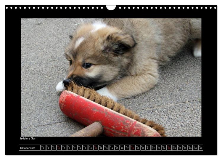 Produktbild: Islandhund - Welpen / CH-Version (Wandkalender 2026 DIN A3 quer), CALVENDO Monatskalender