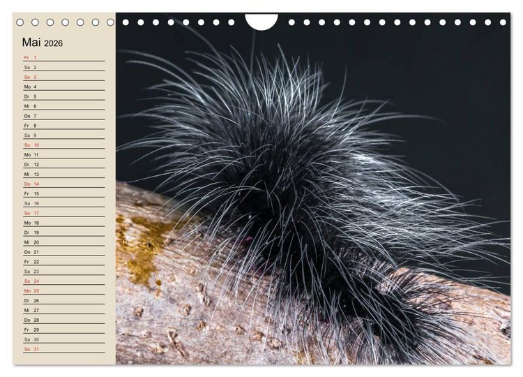 Produktbild: Raupen. Skurrile Verwandlungsk&uuml;nstler (Wandkalender 2026 DIN A4 quer), CALVENDO Monatskalender