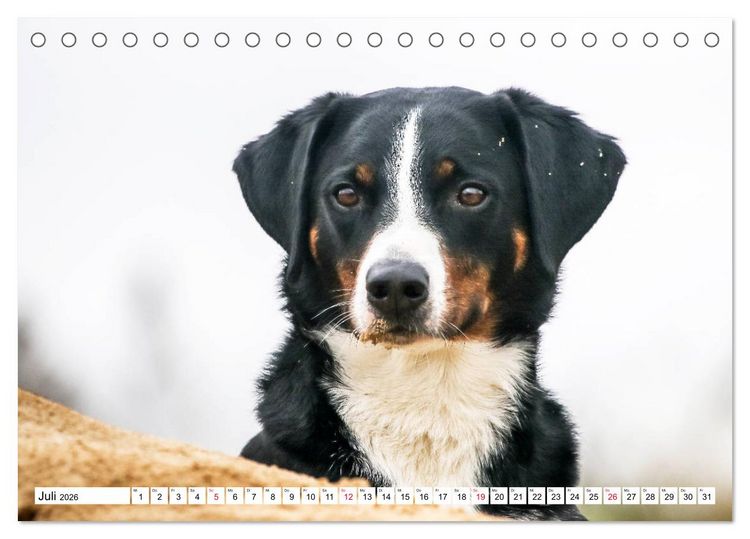 Produktbild: Appenzeller Sennenhunde (Tischkalender 2026 DIN A5 quer), CALVENDO Monatskalender