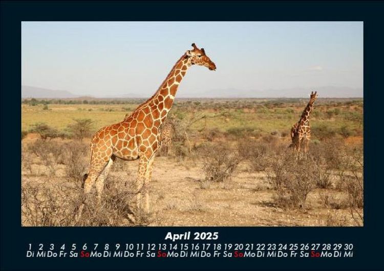Produktbild: Giraffen 2025 Fotokalender DIN A5