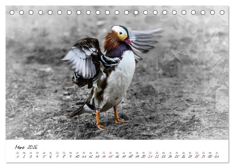 Produktbild: Abenteuer einer Mandarinente (Tischkalender 2026 DIN A5 quer), CALVENDO Monatskalender