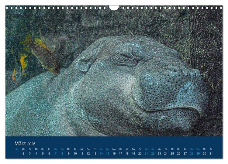 Produktbild: Nilpferde, Kolosse in Afrika (Wandkalender 2026 DIN A3 quer), CALVENDO Monatskalender