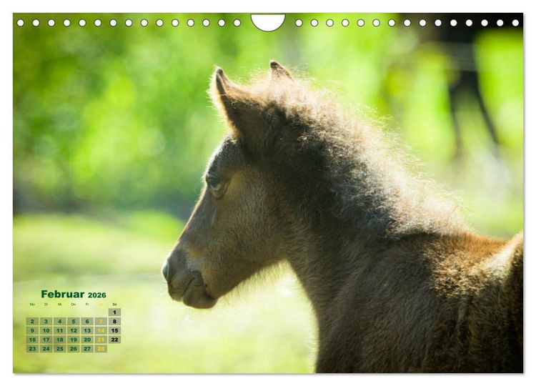 Produktbild: Wunderbare Fohlen (Wandkalender 2026 DIN A4 quer), CALVENDO Monatskalender
