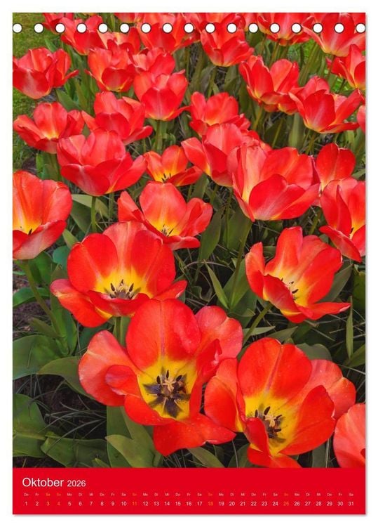 Produktbild: Tulpen. Bunter Fr&uuml;hling (Tischkalender 2026 DIN A5 hoch), CALVENDO Monatskalender