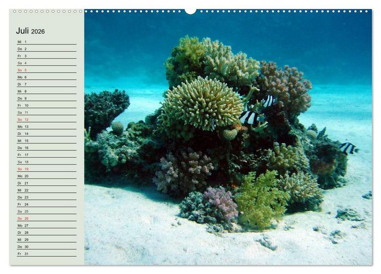 Produktbild: Die Welt der Riffe. Seesterne, Korallen, Anemonen (hochwertiger Premium Wandkalender 2026 DIN A2 quer), Kunstdruck in Hochglanz