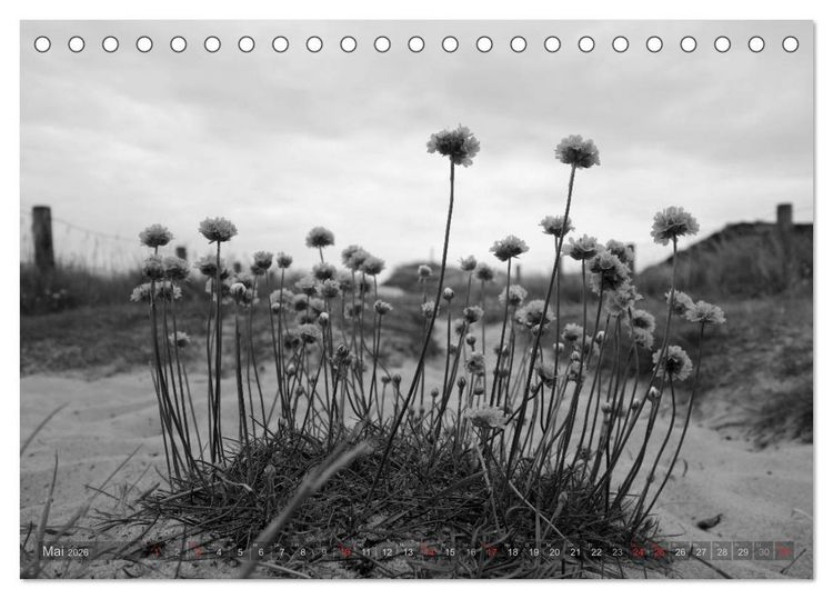 Produktbild: 54&deg;54'57"N 8&deg;19'51"E SYLT (Tischkalender 2026 DIN A5 quer), CALVENDO Monatskalender