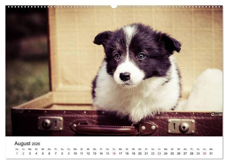 Produktbild: Pfotastische Border Collie Welpen (Wandkalender 2026 DIN A2 quer), CALVENDO Monatskalender