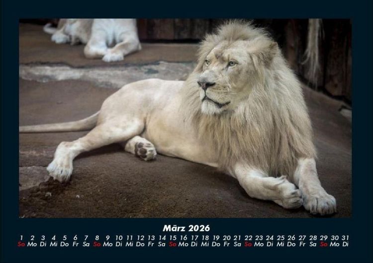 Produktbild: L&ouml;wen in der Wildnis 2026 Fotokalender DIN A4
