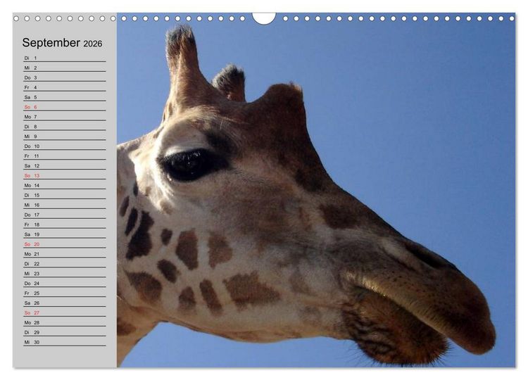 Produktbild: Giraffen. Dem Himmel so nah (Wandkalender 2026 DIN A3 quer), CALVENDO Monatskalender