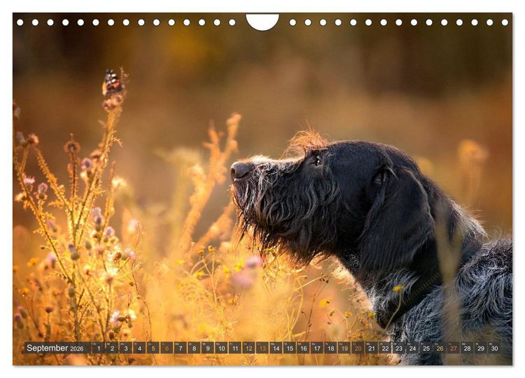 Produktbild: bunte Tierfotografie an Land und im Wasser (Wandkalender 2026 DIN A4 quer), CALVENDO Monatskalender