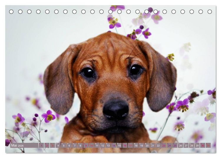 Produktbild: Rhodesian Ridgeback Augen-Blicke (Tischkalender 2026 DIN A5 quer), CALVENDO Monatskalender