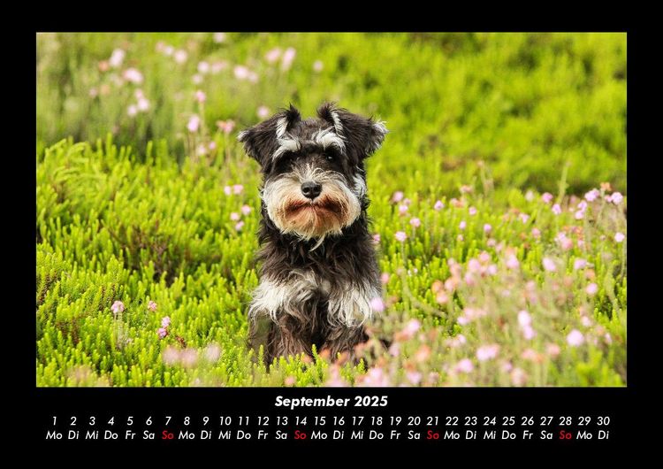 Produktbild: Hundezauber 2025 Fotokalender DIN A3