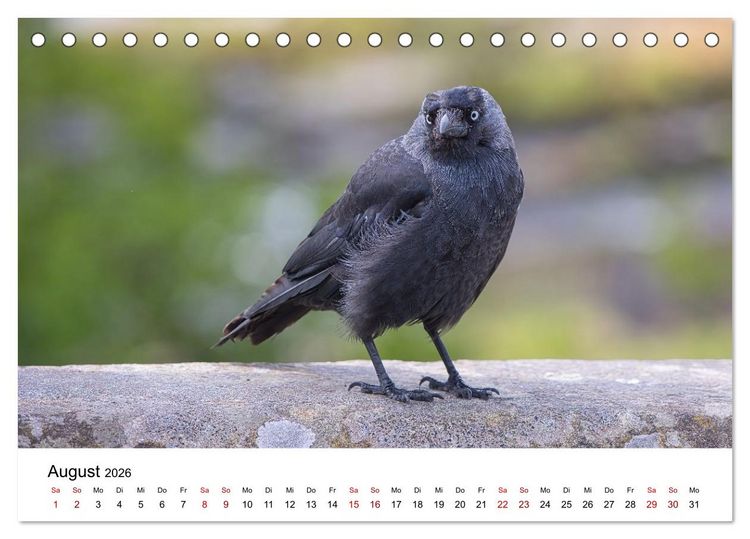 Produktbild: Wales Land der Sehensw&uuml;rdigkeiten, Landschaften und Natur (Tischkalender 2026 DIN A5 quer), CALVENDO Monatskalender