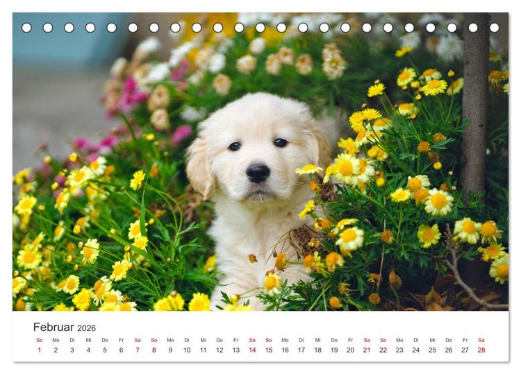 Produktbild: Golden Retriever - Die treuen Begleiter. (Tischkalender 2026 DIN A5 quer), CALVENDO Monatskalender