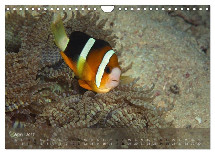 Produktbild: Anemonenfische - Streitbare Gesellen (Wandkalender 2027 DIN A4 quer), CALVENDO Monatskalender