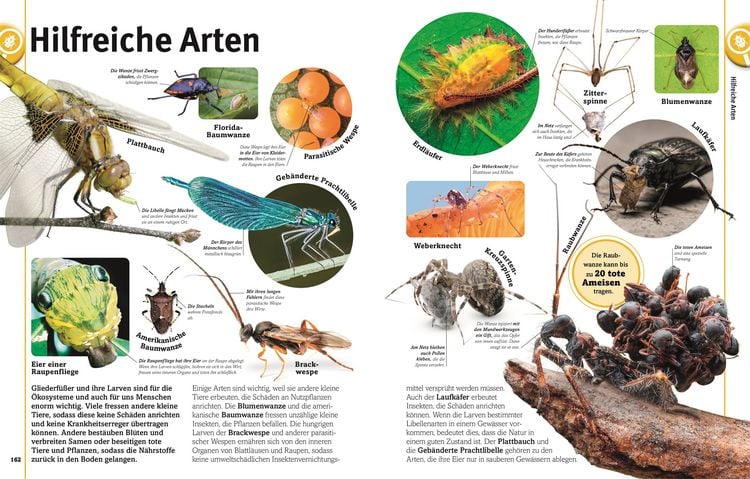 Produktbild: Unsere Welt in 1000 Bildern. Insekten