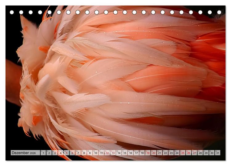 Produktbild: Flamingo Zauber (Tischkalender 2026 DIN A5 quer), CALVENDO Monatskalender