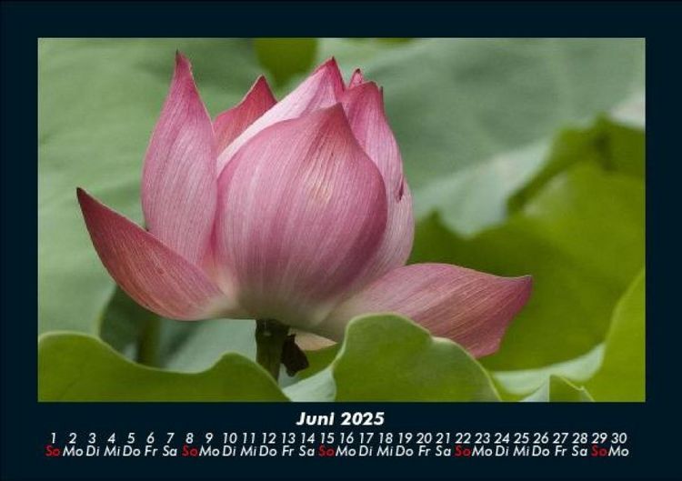 Produktbild: Blumentr&auml;ume 2025 Fotokalender DIN A5