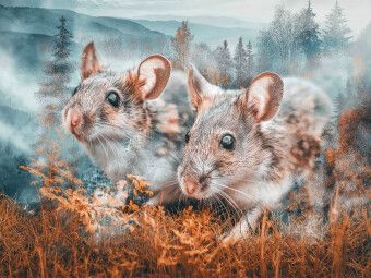 Produktbild: CALVENDO Puzzle M&auml;use | 1000 Teile Lege-Gr&ouml;&szlig;e 64x48cm Foto-Puzzle f&uuml;r gl&uuml;ckliche Stunden