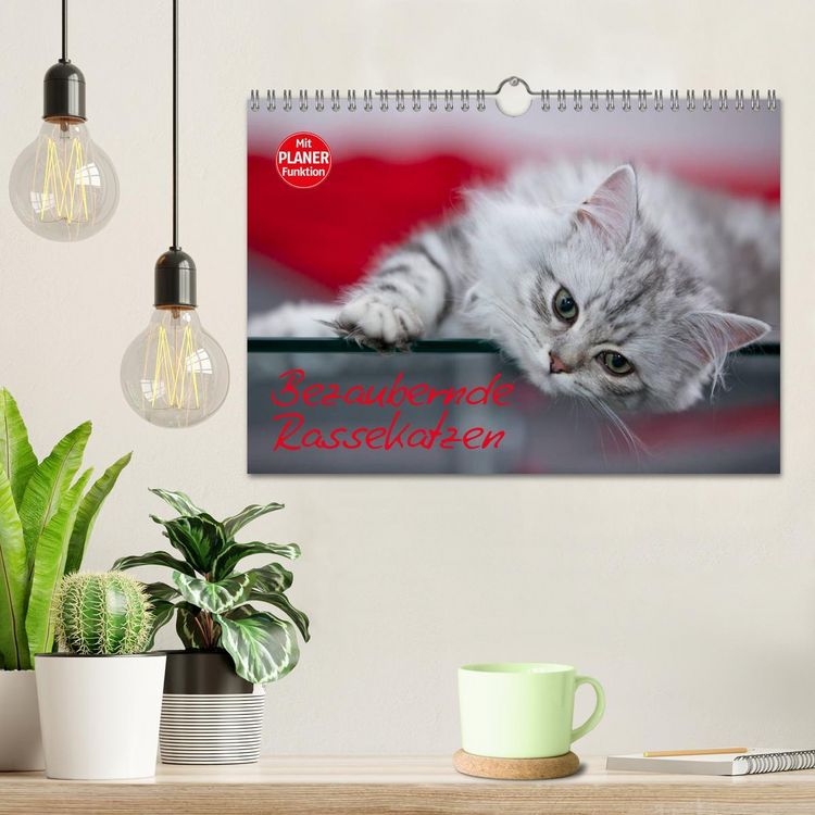 Produktbild: Bezaubernde Rassekatzen (Wandkalender 2026 DIN A4 quer), CALVENDO Monatskalender