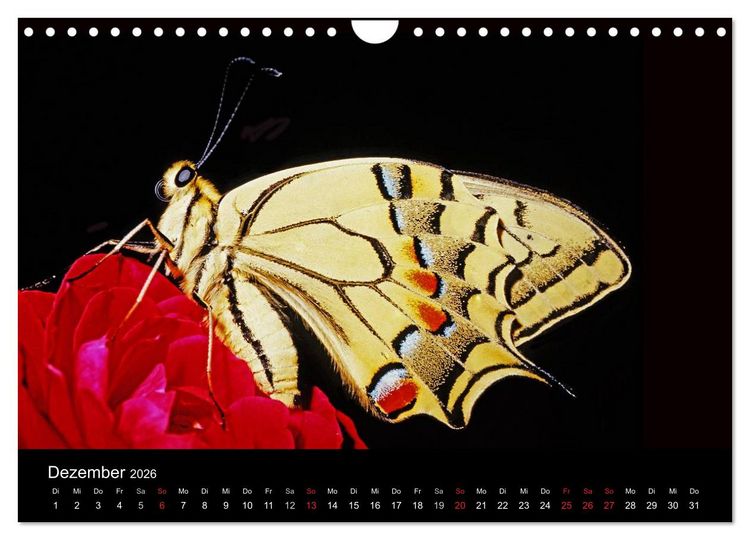 Produktbild: Schmetterlinge (Wandkalender 2026 DIN A4 quer), CALVENDO Monatskalender