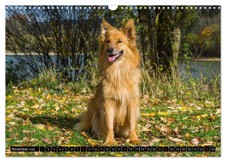 Produktbild: Altdeutsche H&uuml;tehunde - Fast vergessen (Wandkalender 2026 DIN A3 quer), CALVENDO Monatskalender