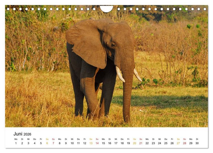 Produktbild: Elefanten Impressionen (Wandkalender 2026 DIN A4 quer), CALVENDO Monatskalender
