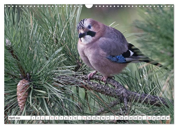 Produktbild: Heimische Gartenv&ouml;gel (Wandkalender 2026 DIN A3 quer), CALVENDO Monatskalender