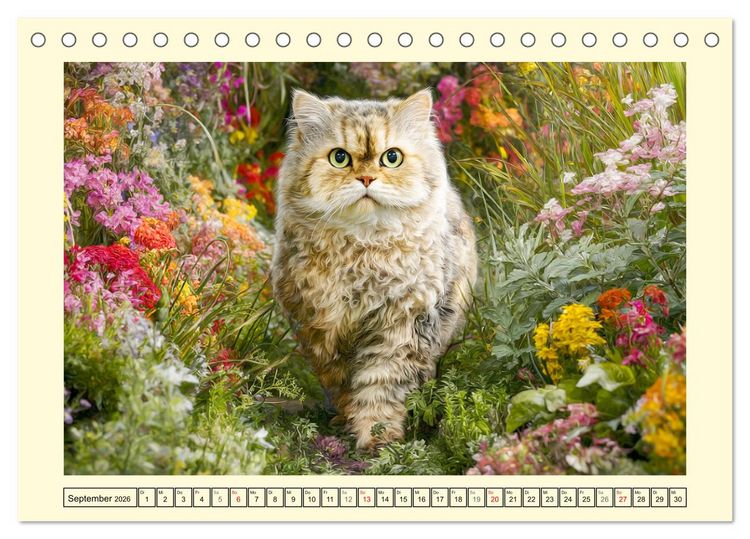 Produktbild: Selkirk Rex Katzen. Lockenzauber im Blumengarten (Tischkalender 2026 DIN A5 quer), CALVENDO Monatskalender
