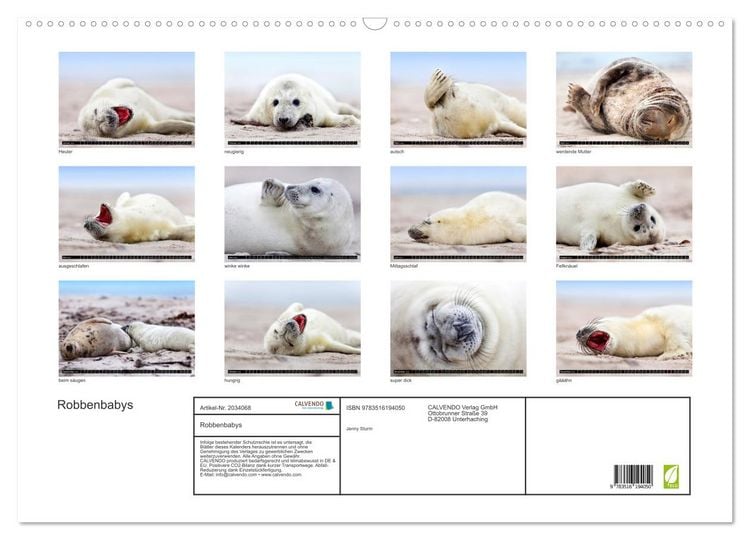 Produktbild: Robbenbabys (Wandkalender 2026 DIN A2 quer), CALVENDO Monatskalender