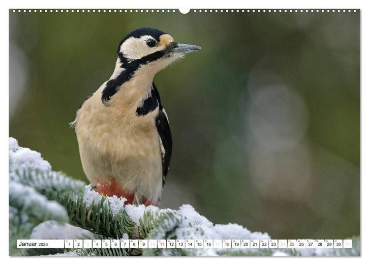 Produktbild: Heimische Gartenv&ouml;gel (hochwertiger Premium Wandkalender 2026 DIN A2 quer), Kunstdruck in Hochglanz